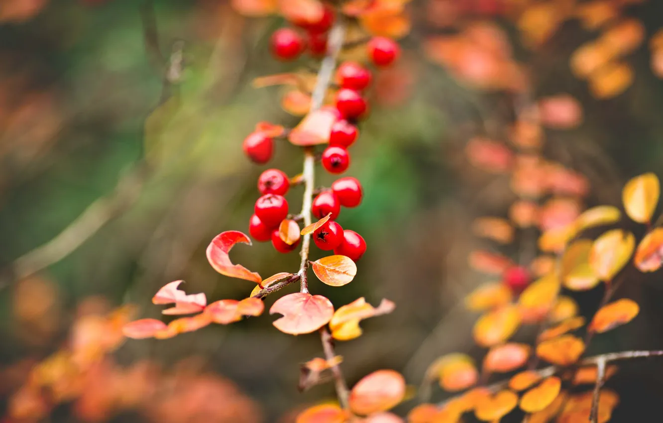 Фото обои осень, листья, макро, ветка, желтые, Ягоды, гроздь, красные
