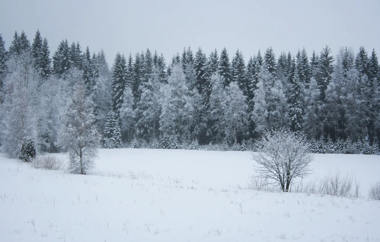 Фото обои лес, снег, Зима, ели, мороз, forest, trees, winter