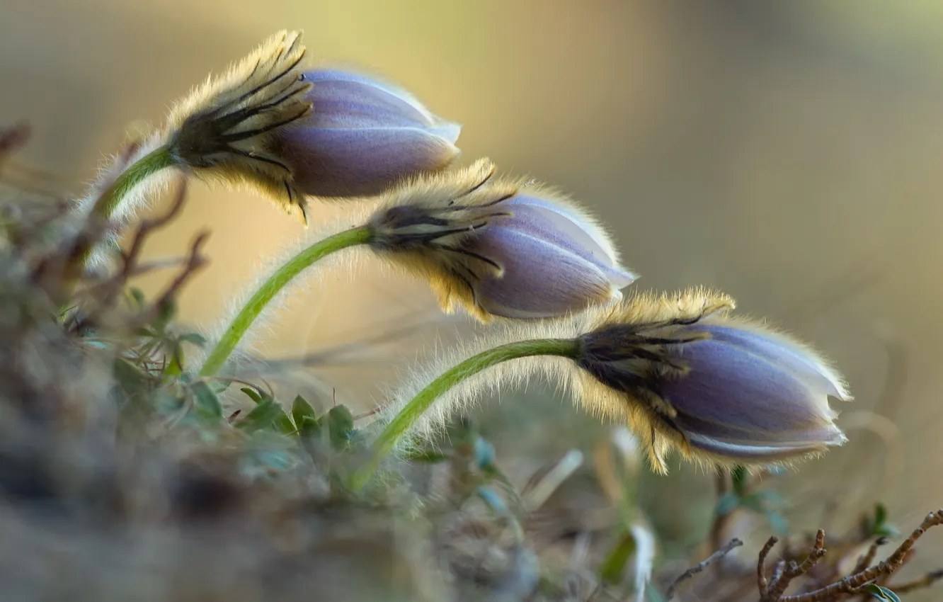 Фото обои макро, цветы, природа, весна