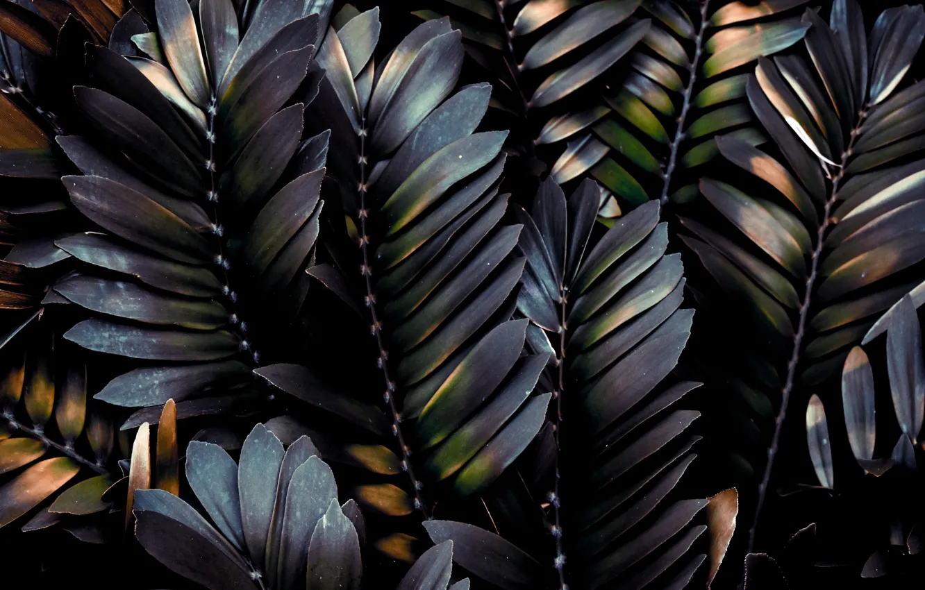 Фото обои wallpaper, nature, leaves, macro, plant, branches, palm