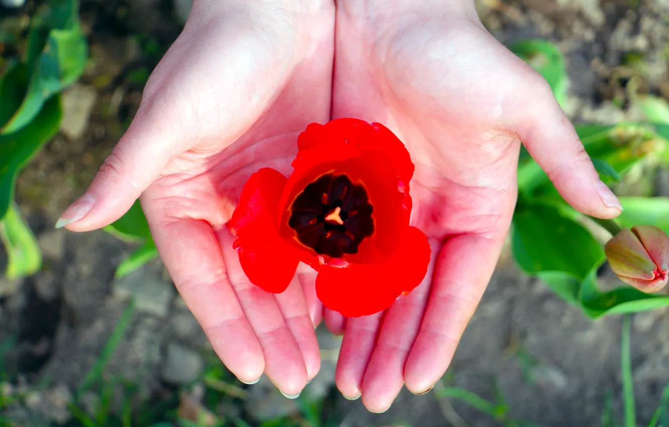 Фото обои тюльпан, весна, красный цветок, женские руки