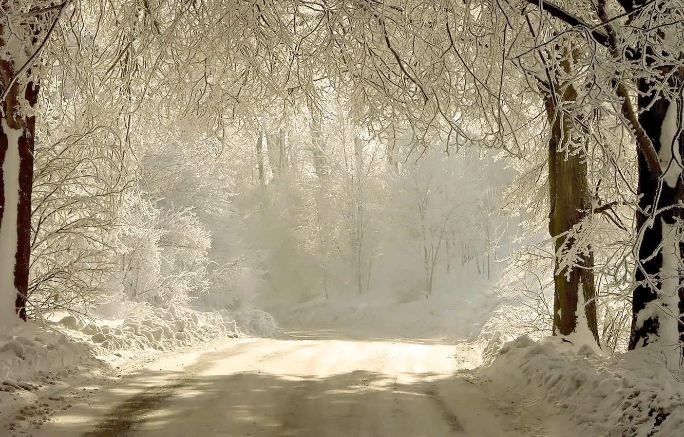 Фото обои зима, дорога, свет, снег, деревья, ветки, природа
