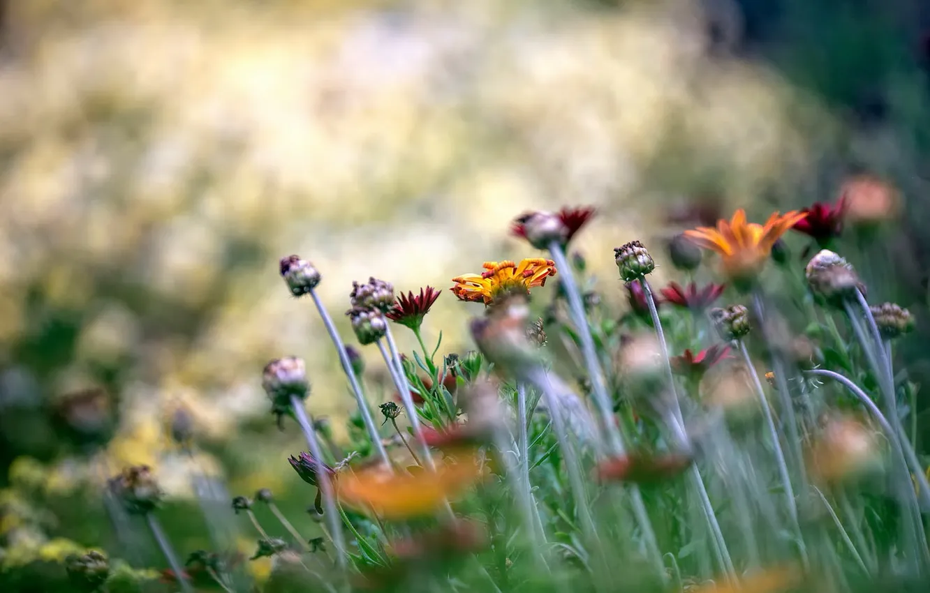 Фото обои цветы, природа, фон