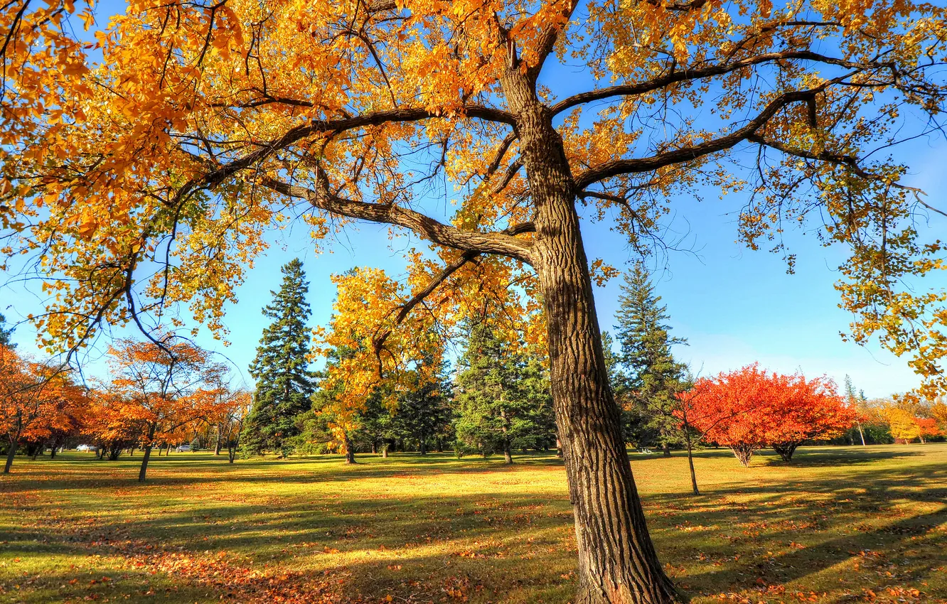 Фото обои осень, небо, деревья, парк