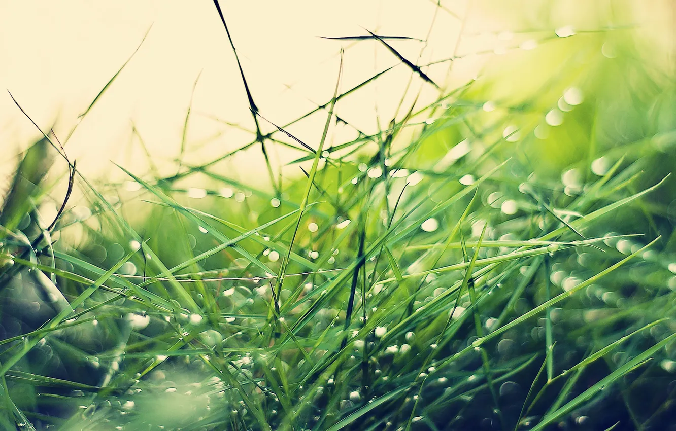 Фото обои трава, капли, grass, drops