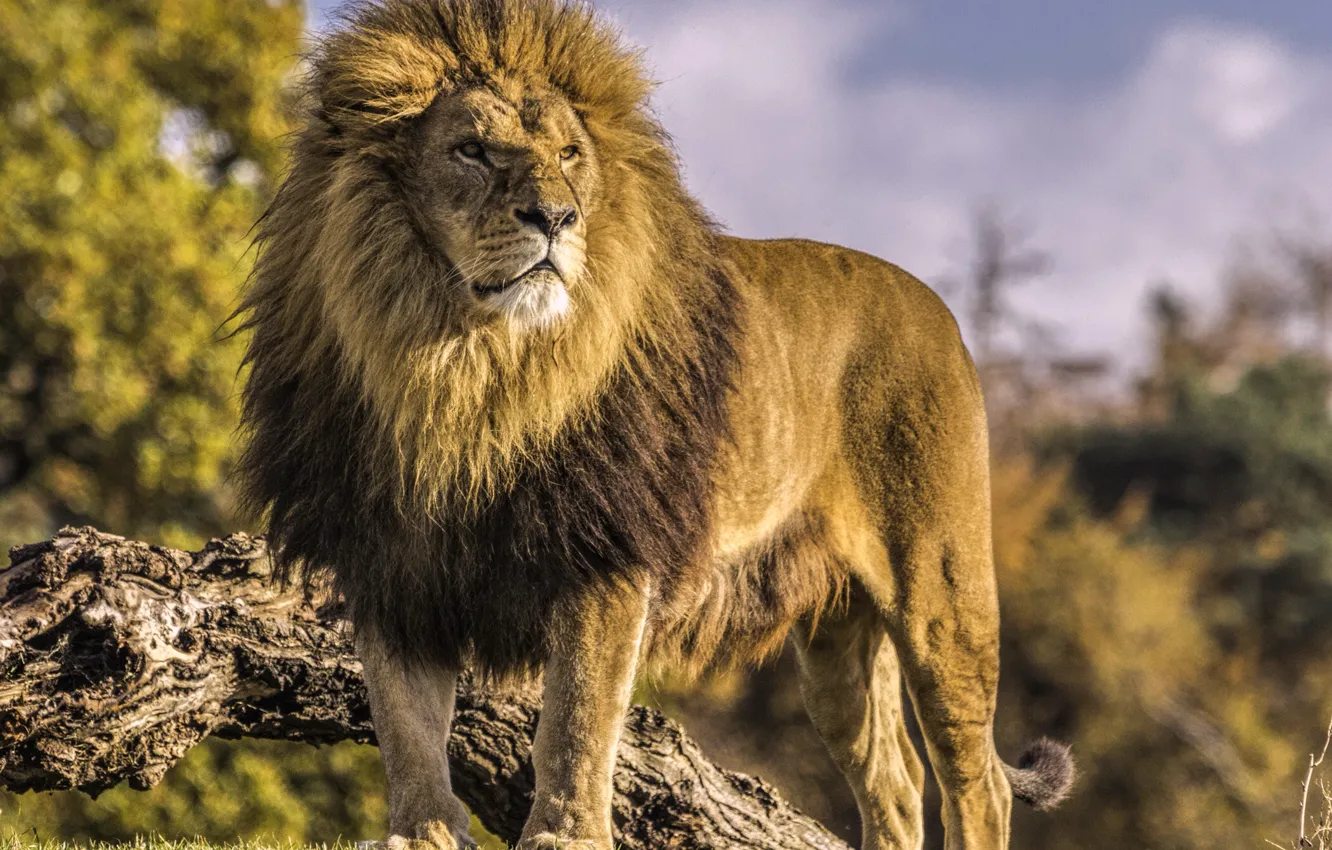 Фото обои хищник, лев, царь зверей, дикая кошка