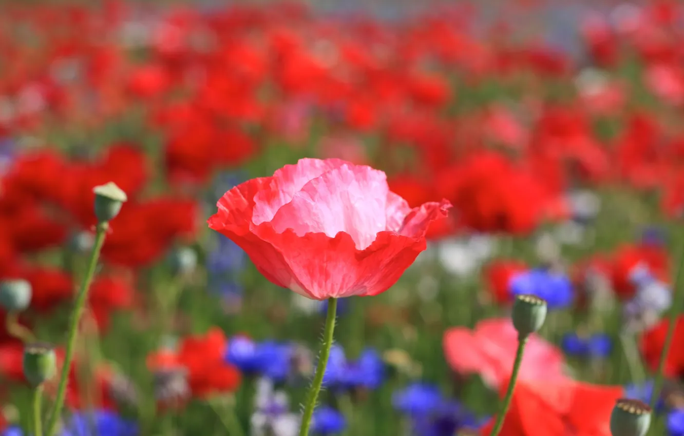 Фото обои поле, цветок, лето, цветы, красный, яркий, тепло, розовый