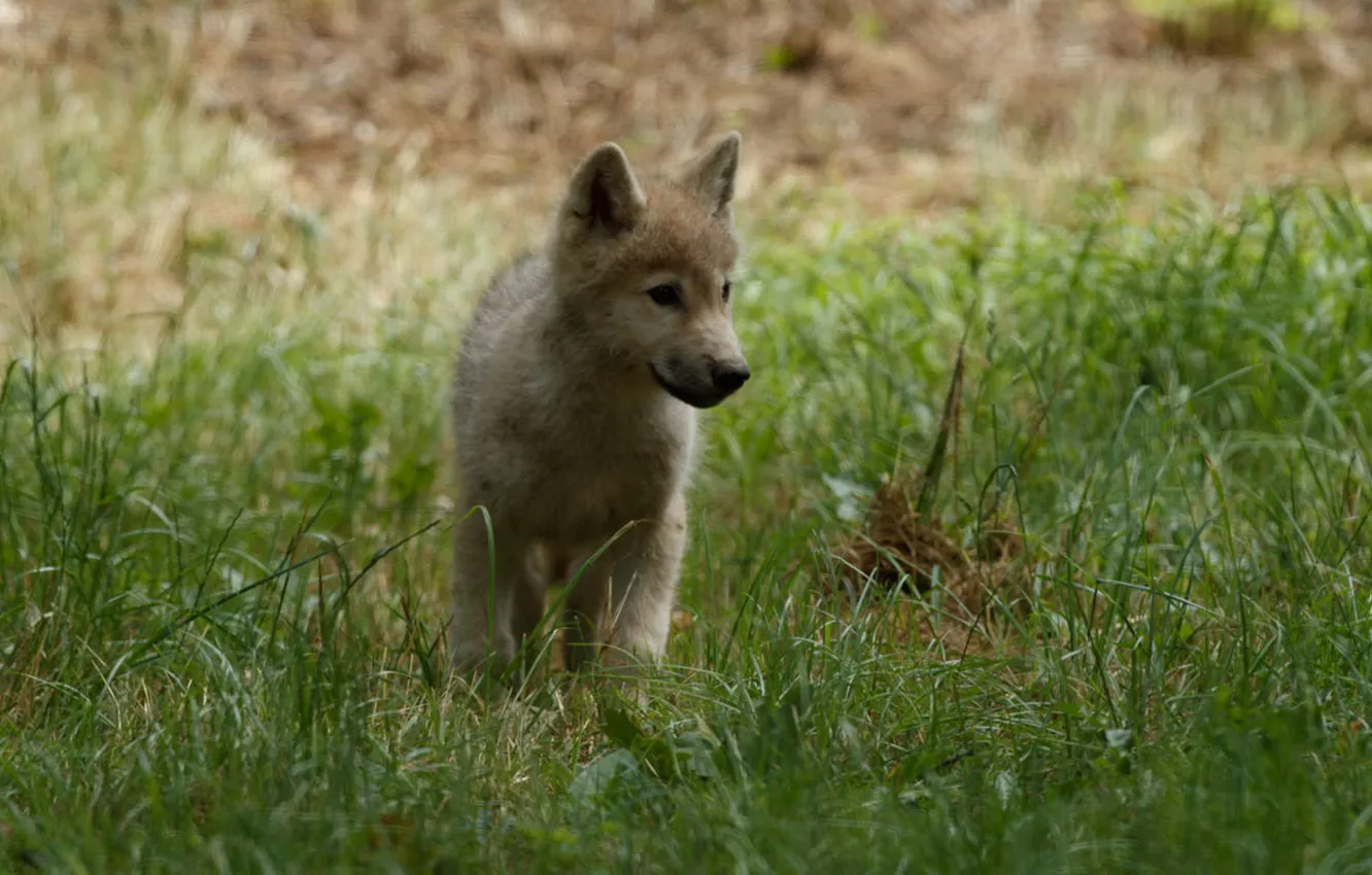Фото обои nature, face, animal, wolf, wildlife, head, fur, mammal