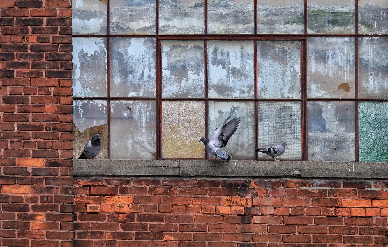 Фото обои птицы, окно, голуби