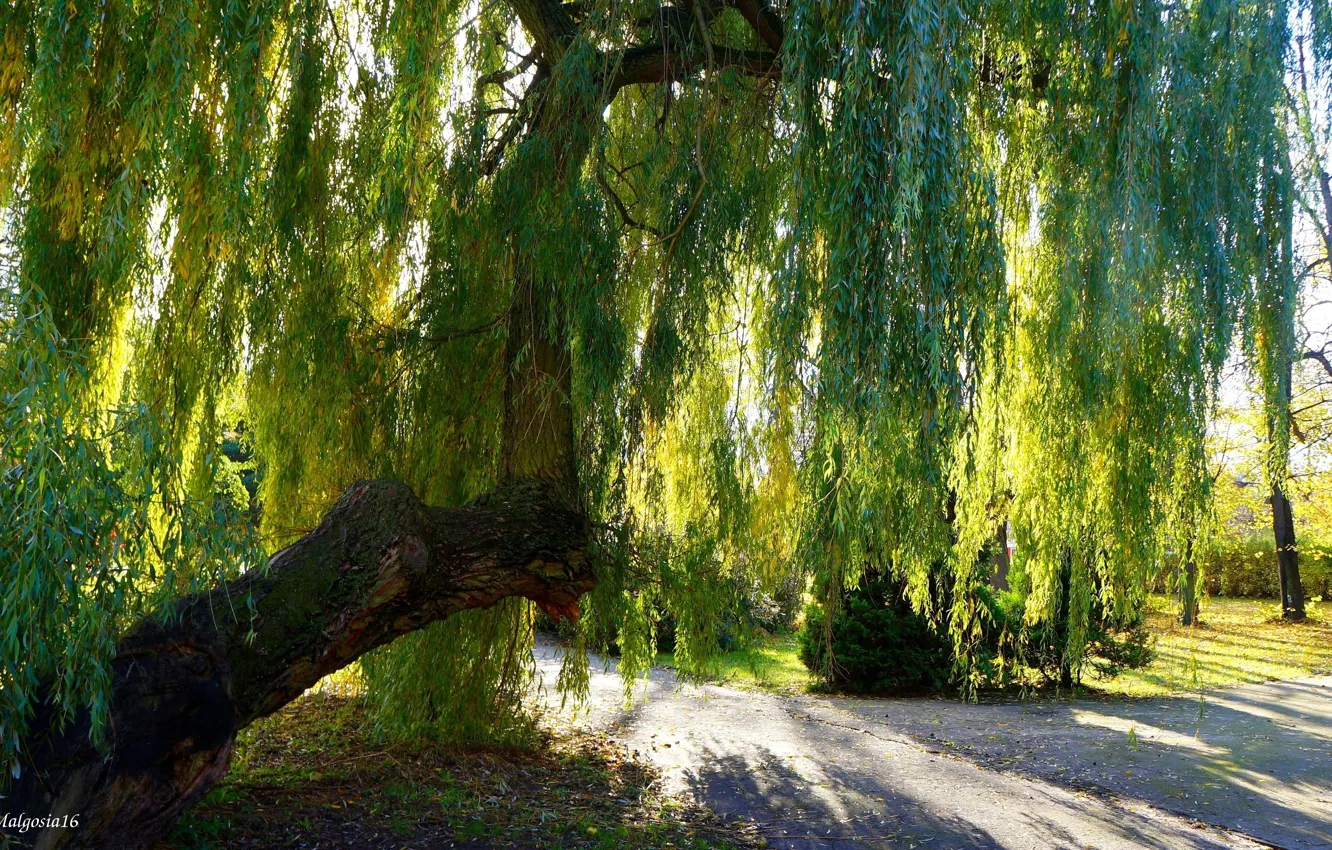 Фото обои road, park, tre