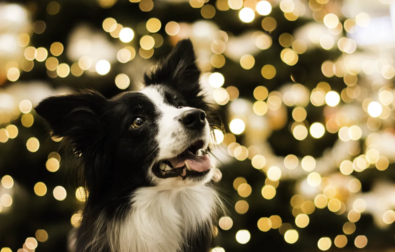 Фото обои праздник, огоньки гирлянды, TerkaLoty, Бордерколли