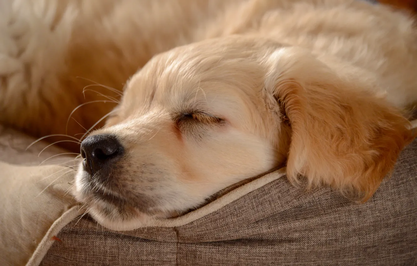 Фото обои сон, собака, нос, щенок, мордашка, пёсик, Голден ретривер, Золотистый ретривер