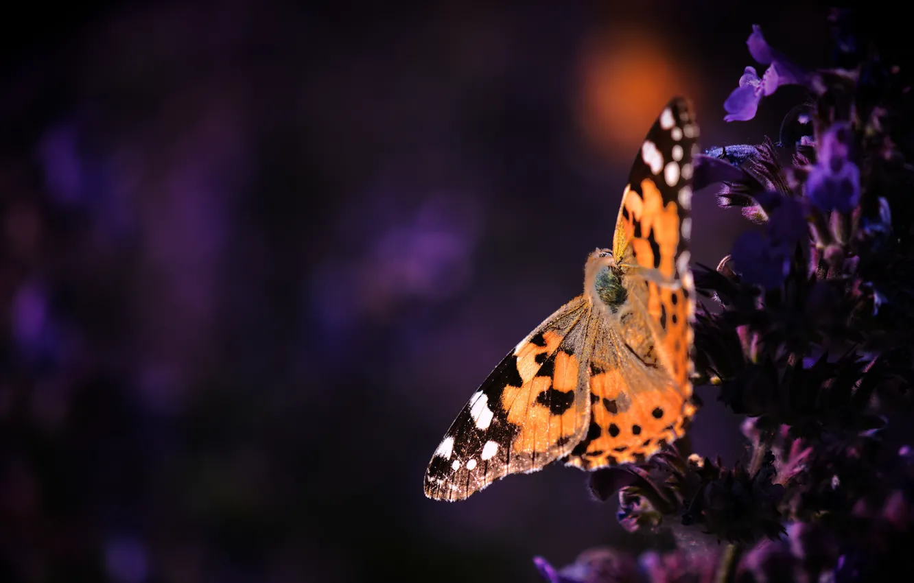 Фото обои макро, цветы, темный фон, бабочка, оранжевая, фиолетовые, насекомое, рыжая