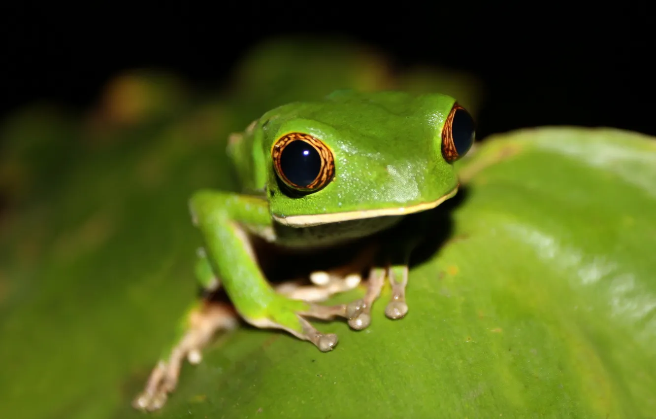 Фото обои venezuela, south america, tree frog