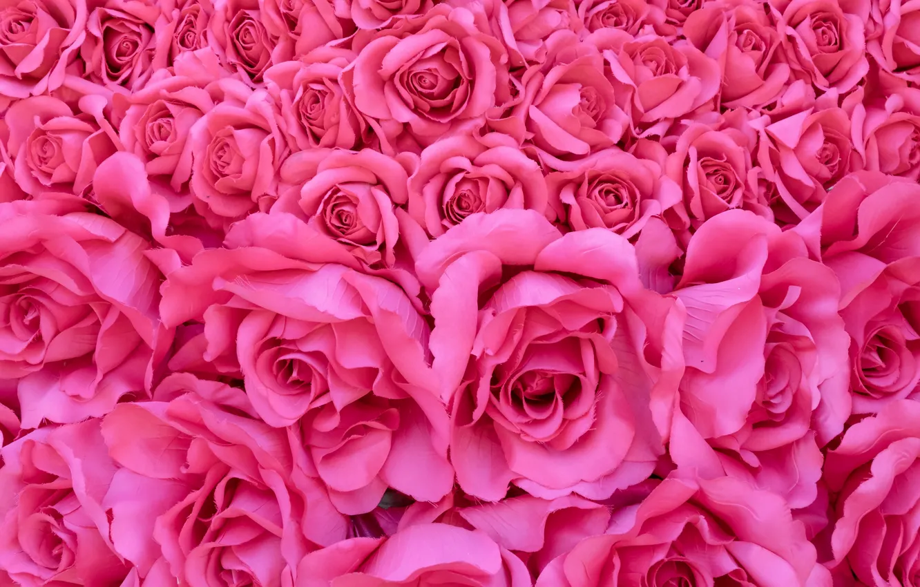 Фото обои цветы, розы, розовые, бутоны, розовый фон, pink, flowers, romantic