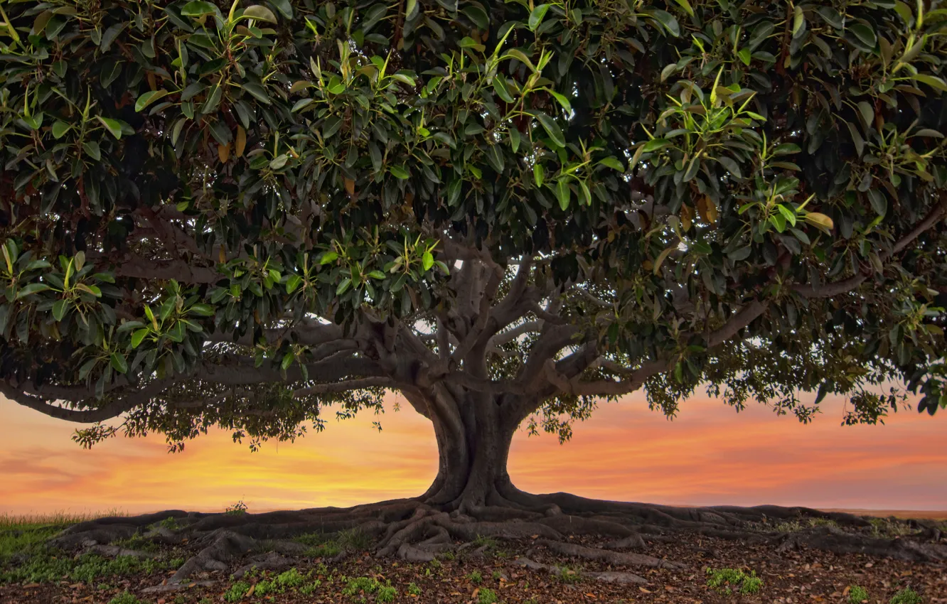 Фото обои листья, корни, дерево, крона, Pacific Beach, Ficus Macrophylla