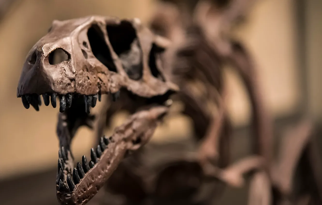 Фото обои скелет, raptor, dinosaur, Jurassic
