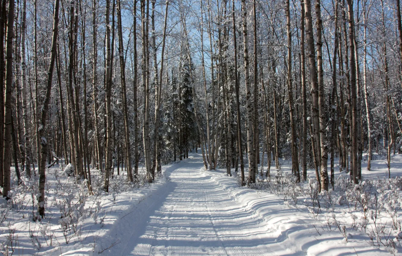 Фото обои зима, дорога, лес, снег, деревья, следы