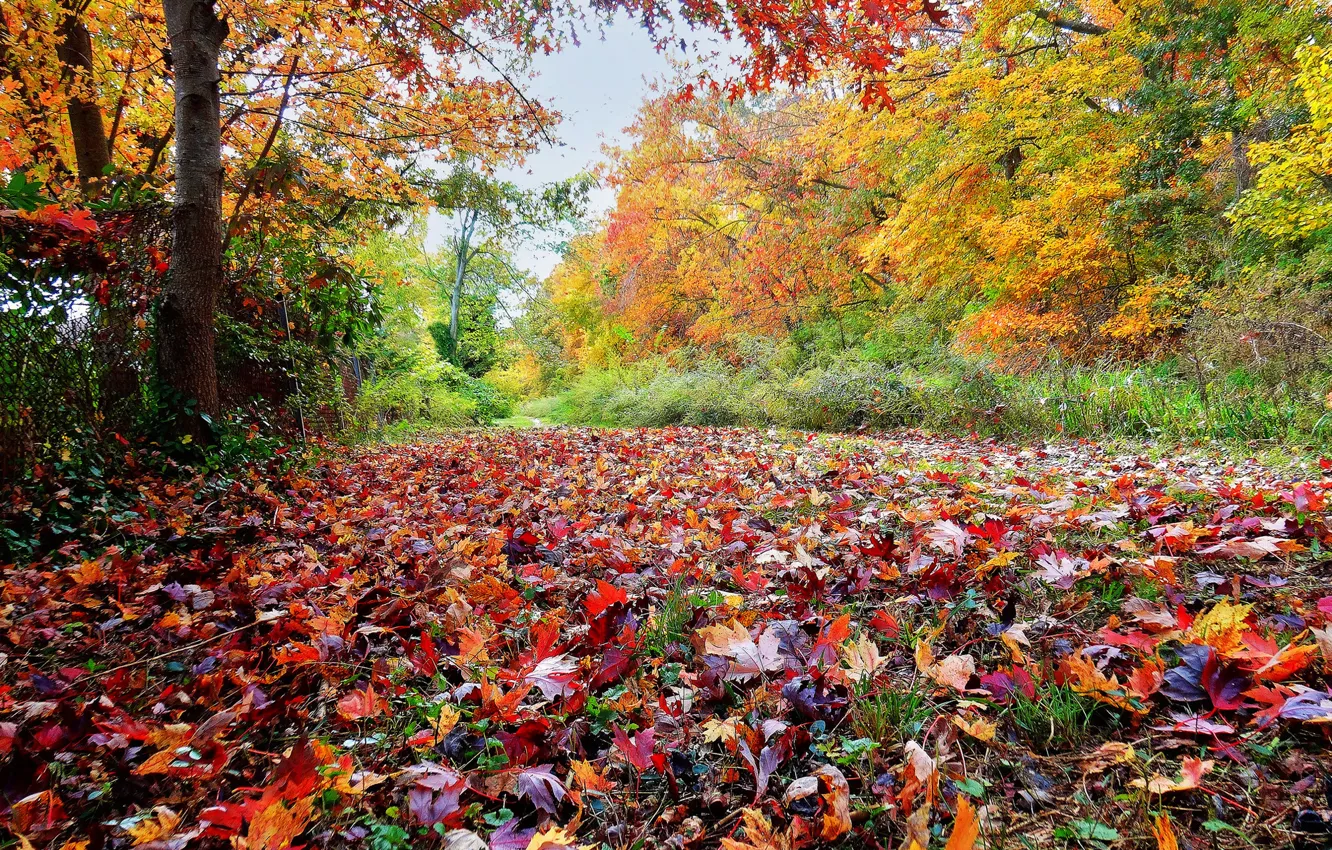 Фото обои осень, лес, трава, листья, деревья, парк