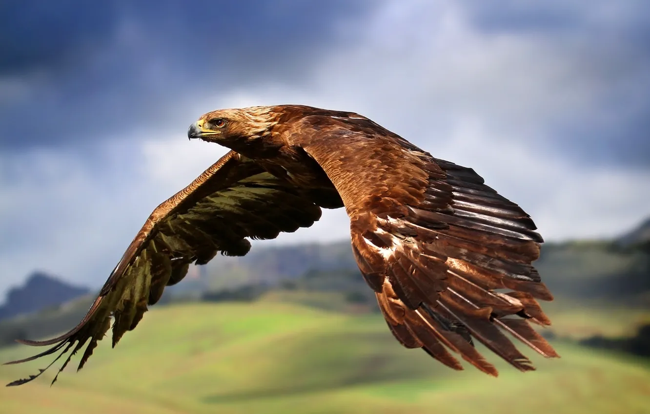 Фото обои полет, птица, крылья, Орел, взмах