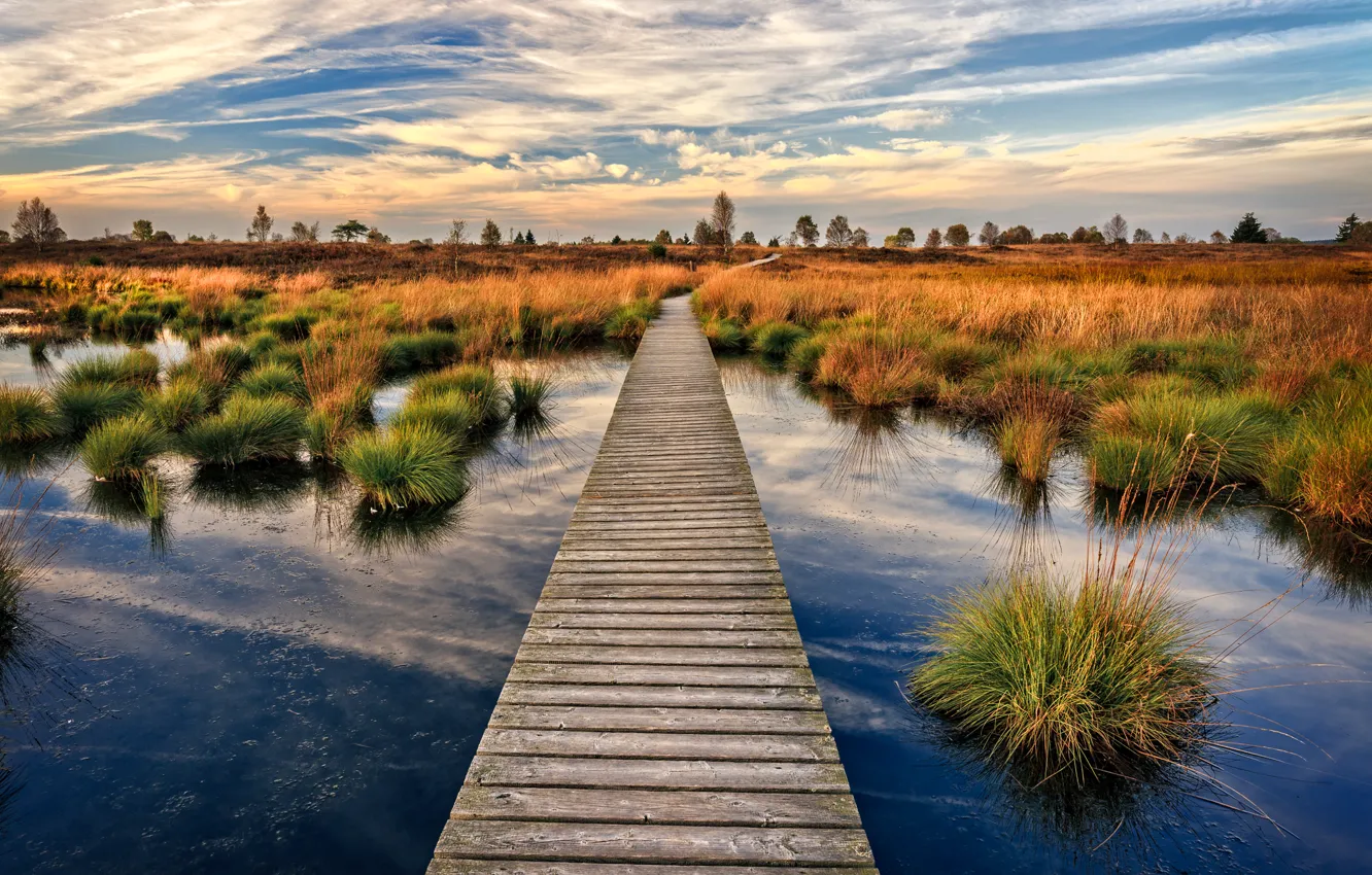 Фото обои осень, мост, озеро, деревянный, Бельгия, кочки