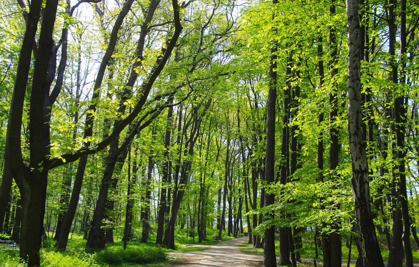 Фото обои park, spring, alley
