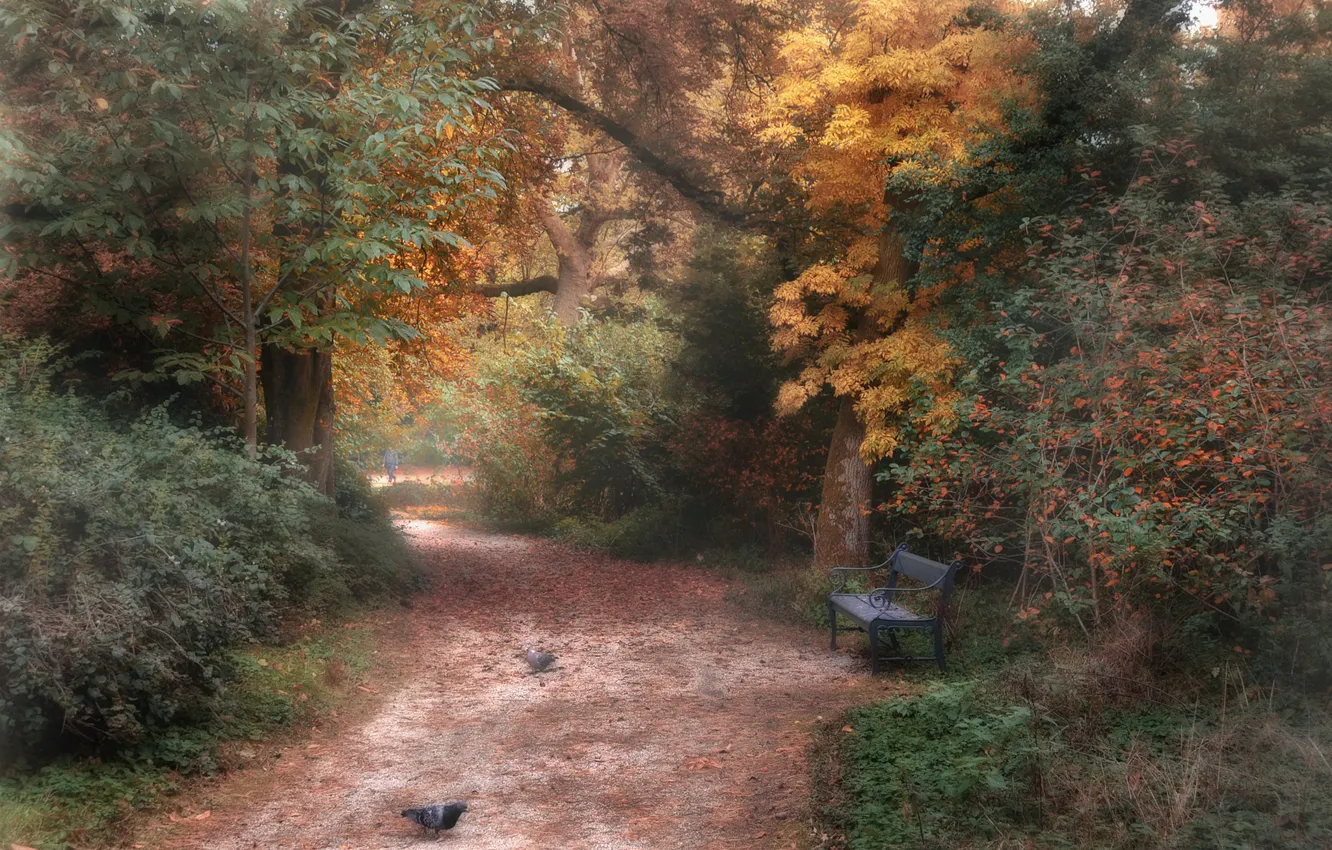 Фото обои осень, природа, парк