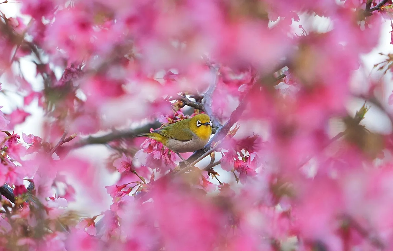 Фото обои ветки, птица, весна, сакура, цветение, боке, японская белоглазка