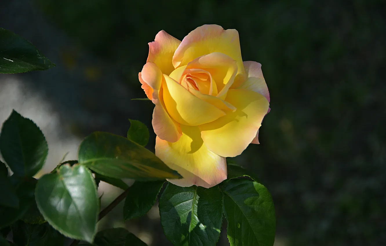 Фото обои Роза, Rose, Yellow rose, Жёлтая роза