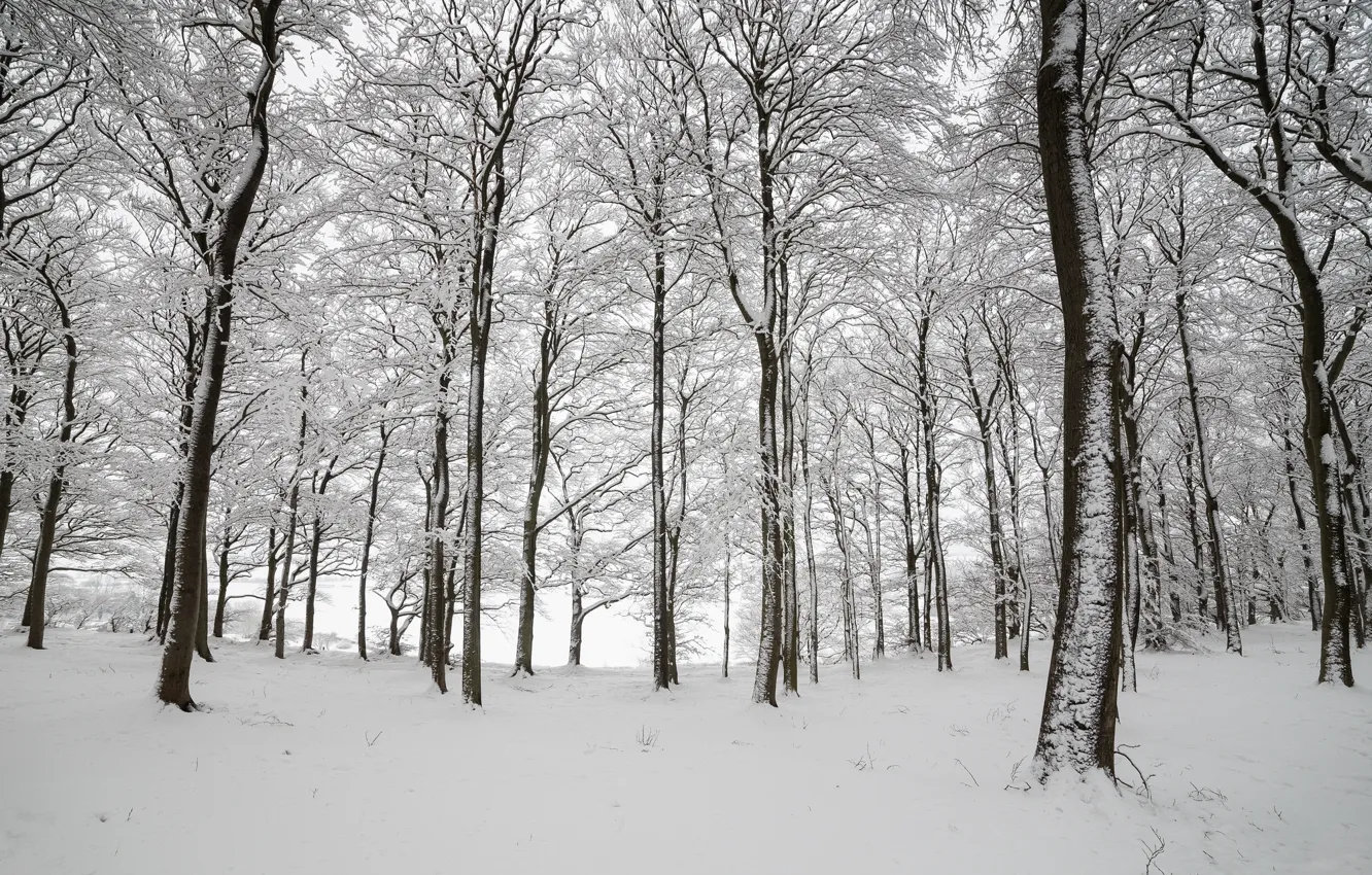 Фото обои зима, лес, снег, деревья, Англия