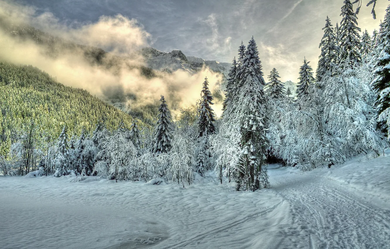 Фото обои зима, лес, облака, снег, туман, холмы, ель