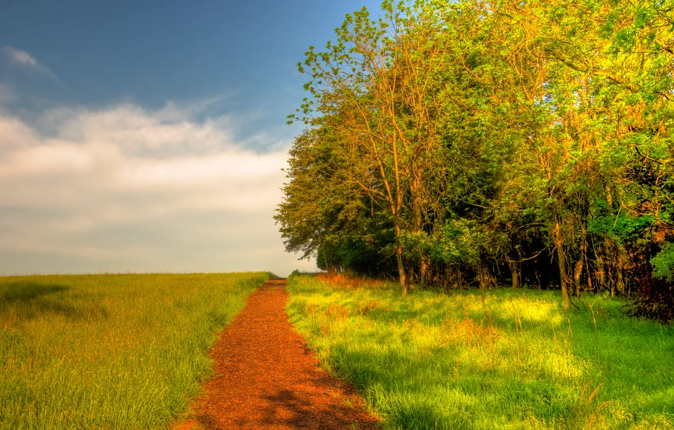 Фото обои дорога, зелень, поле, небо, трава, деревья, природа