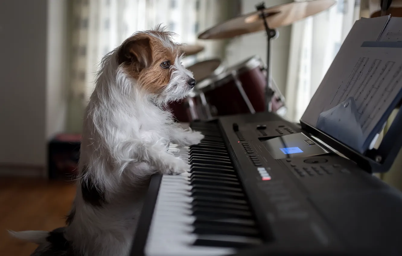 Фото обои собака, пианино, музыкант, пёсик, Джек-рассел-терьер