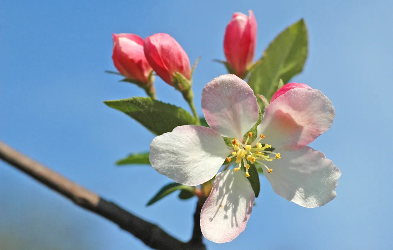 Фото обои макро, весна, яблоня, цветение, trees, blossom, Flowering