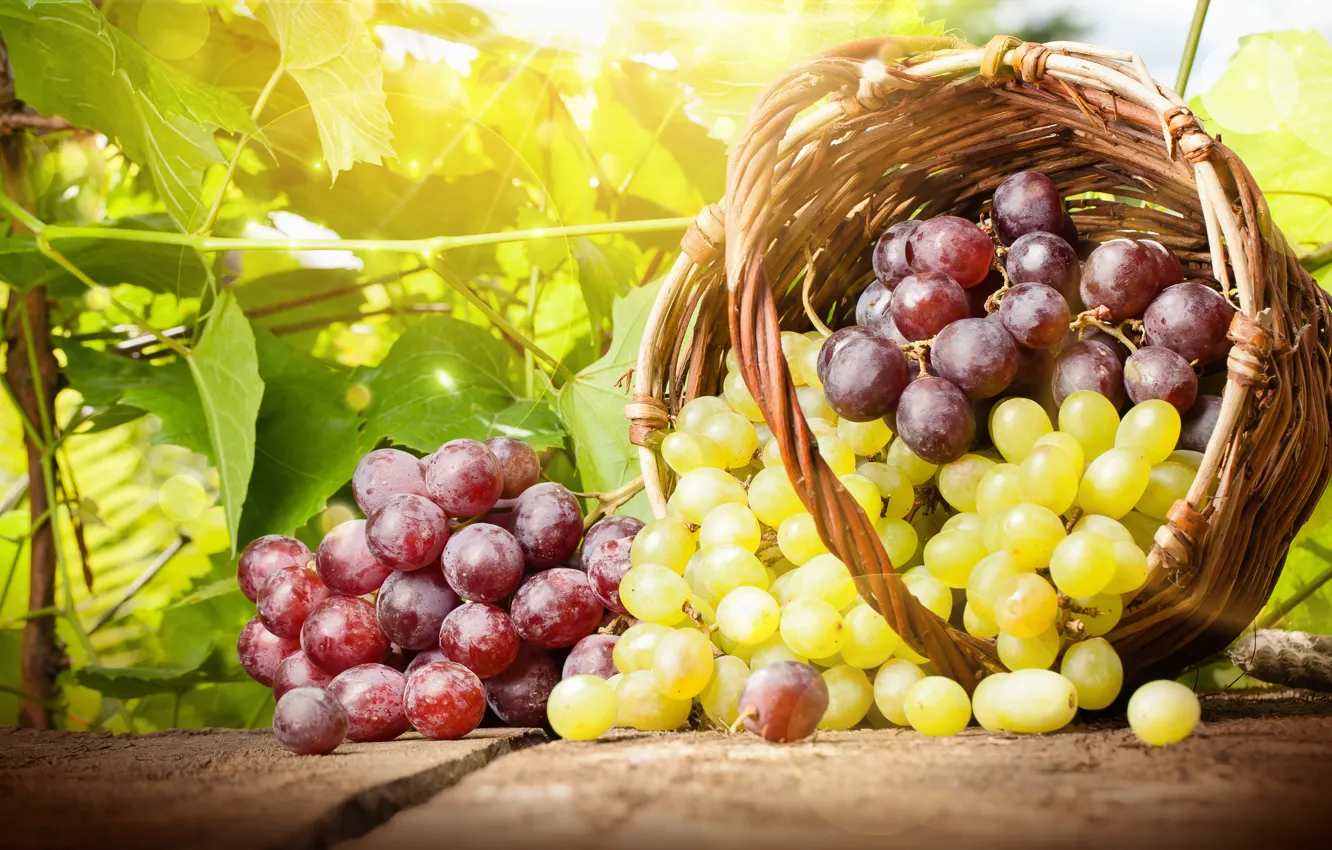 Фото обои листья, корзина, виноград, грозди