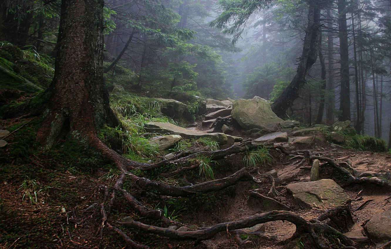 Фото обои лес, деревья, природа, корни, туман, камни, Алексей Милокост