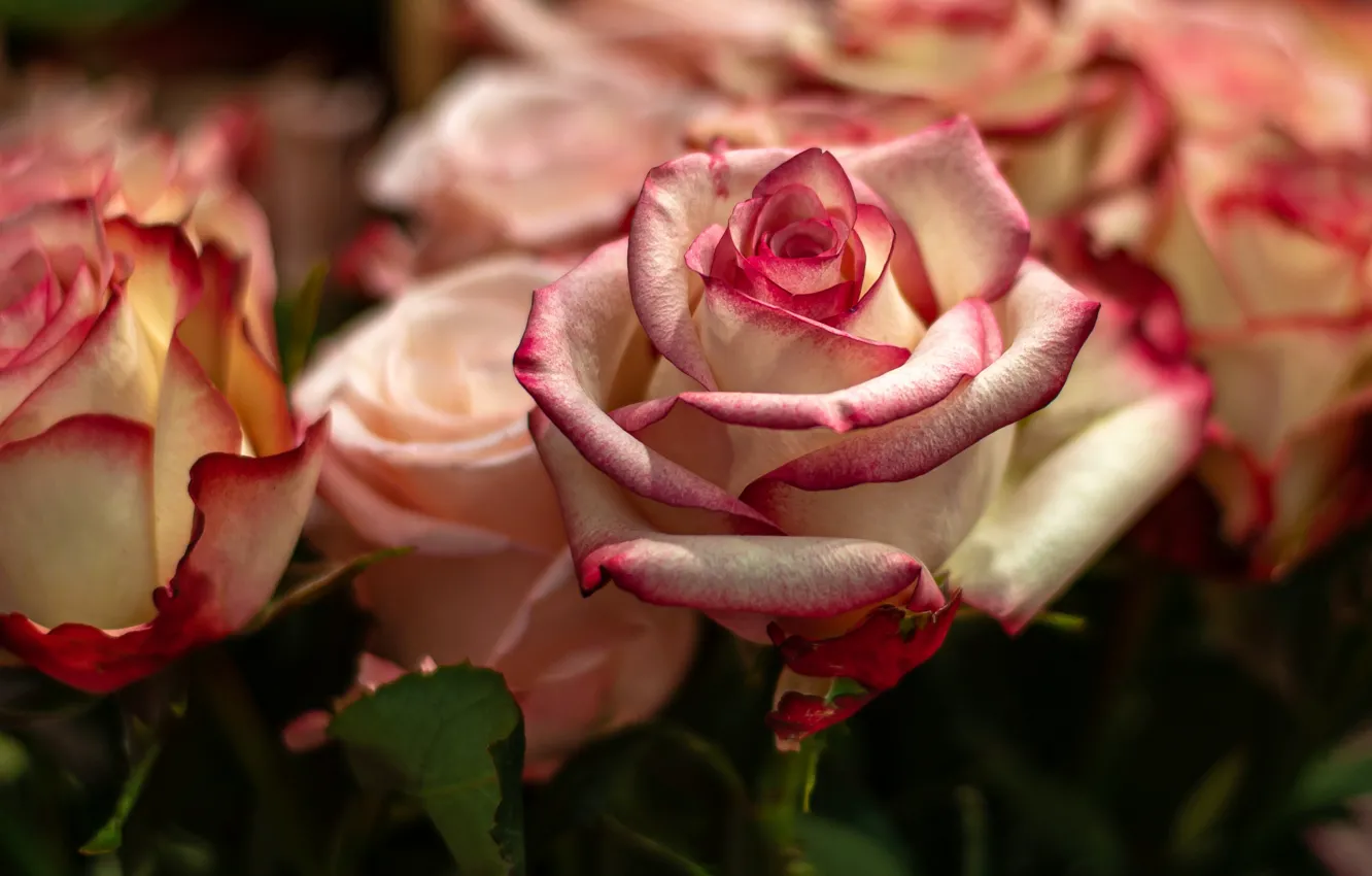 Фото обои роза, розы, бутоны, боке