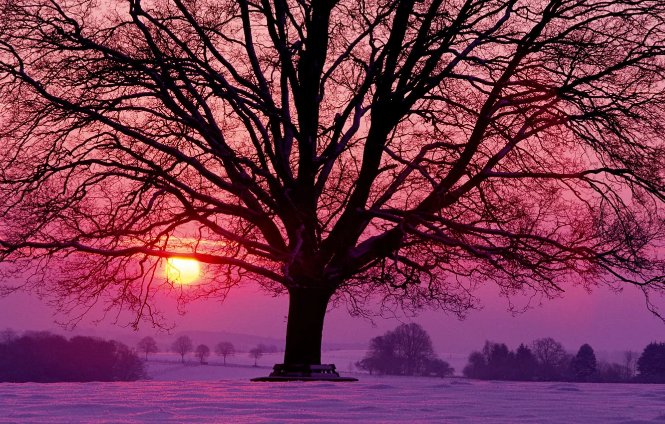 Фото обои солнце, снег, деревья, закат, красный, дерево, сиреневый, Зима