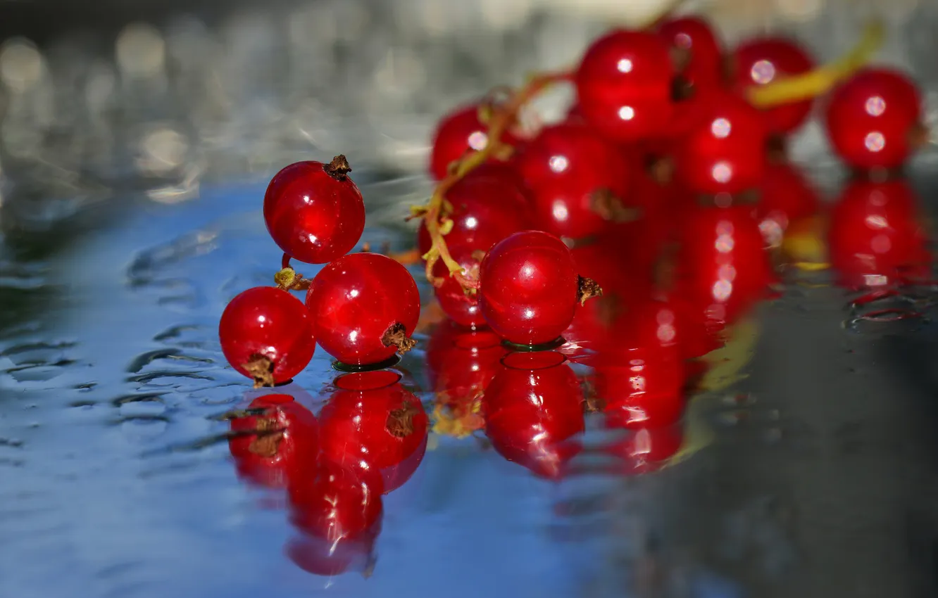 Фото обои вода, ягоды, веточка, порички, Красная смородина