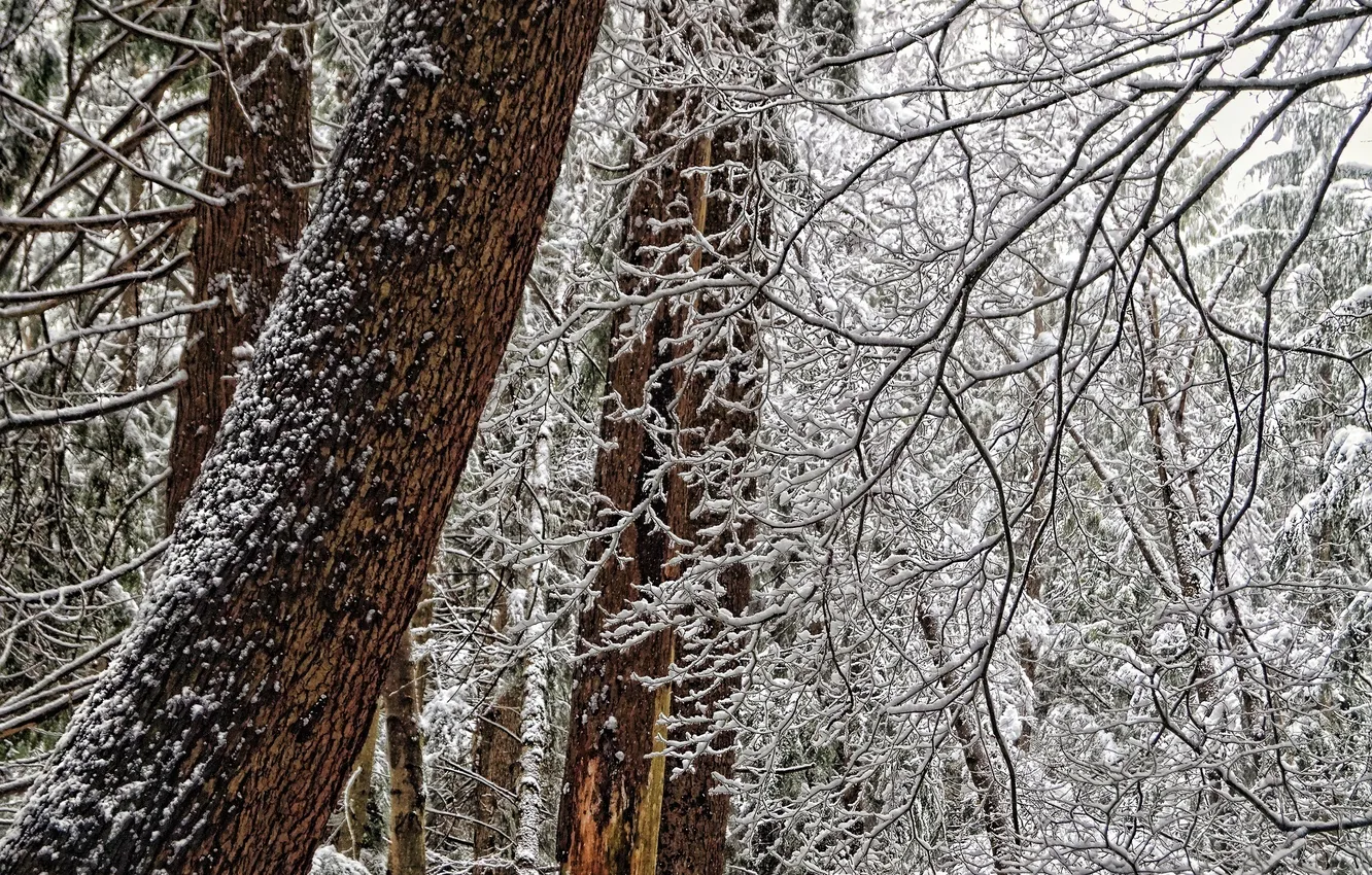 Фото обои зима, лес, снег, деревья, ветки, стволы