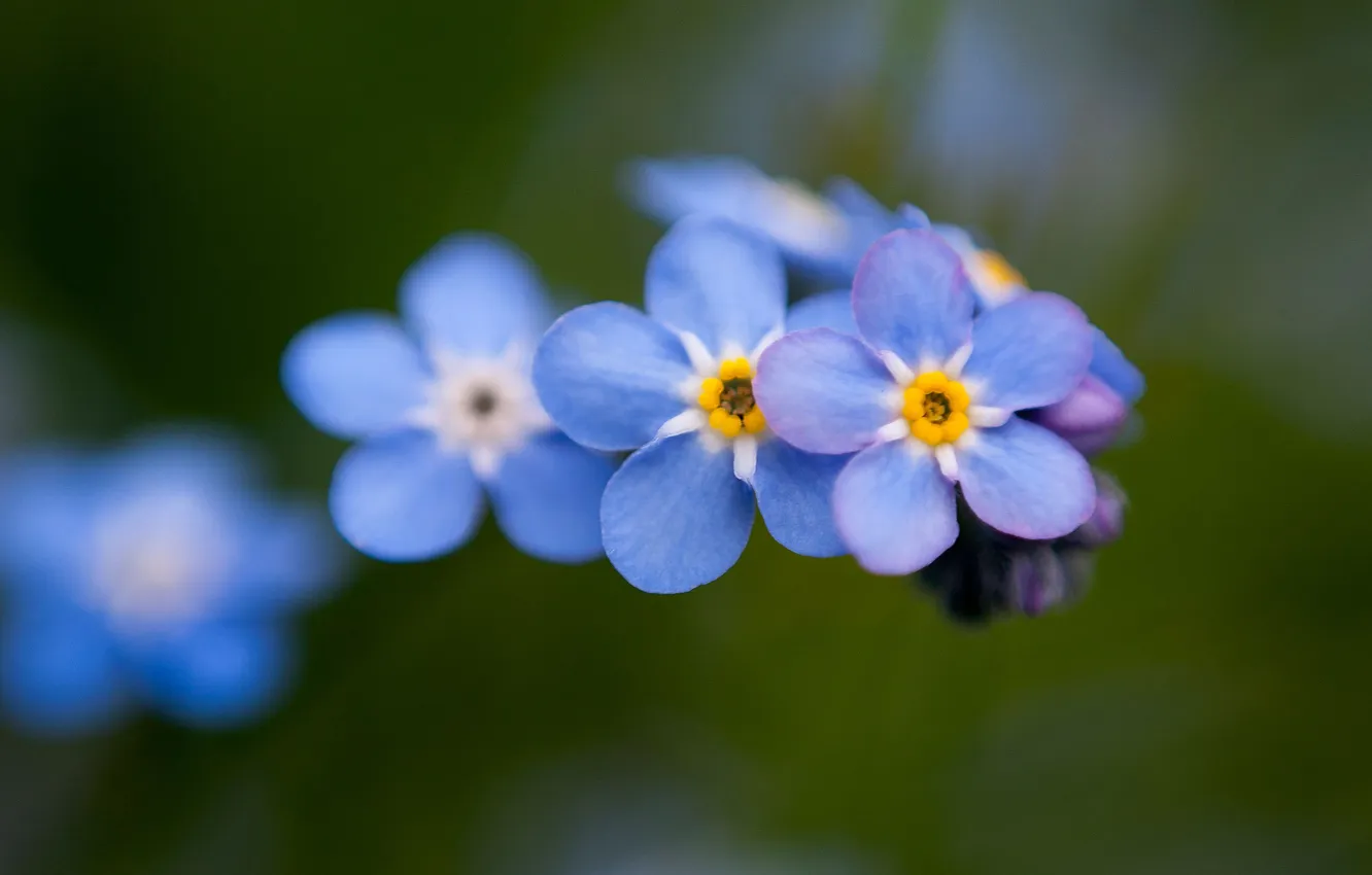 Фото обои макро, цветы, природа, голубые, незабудки