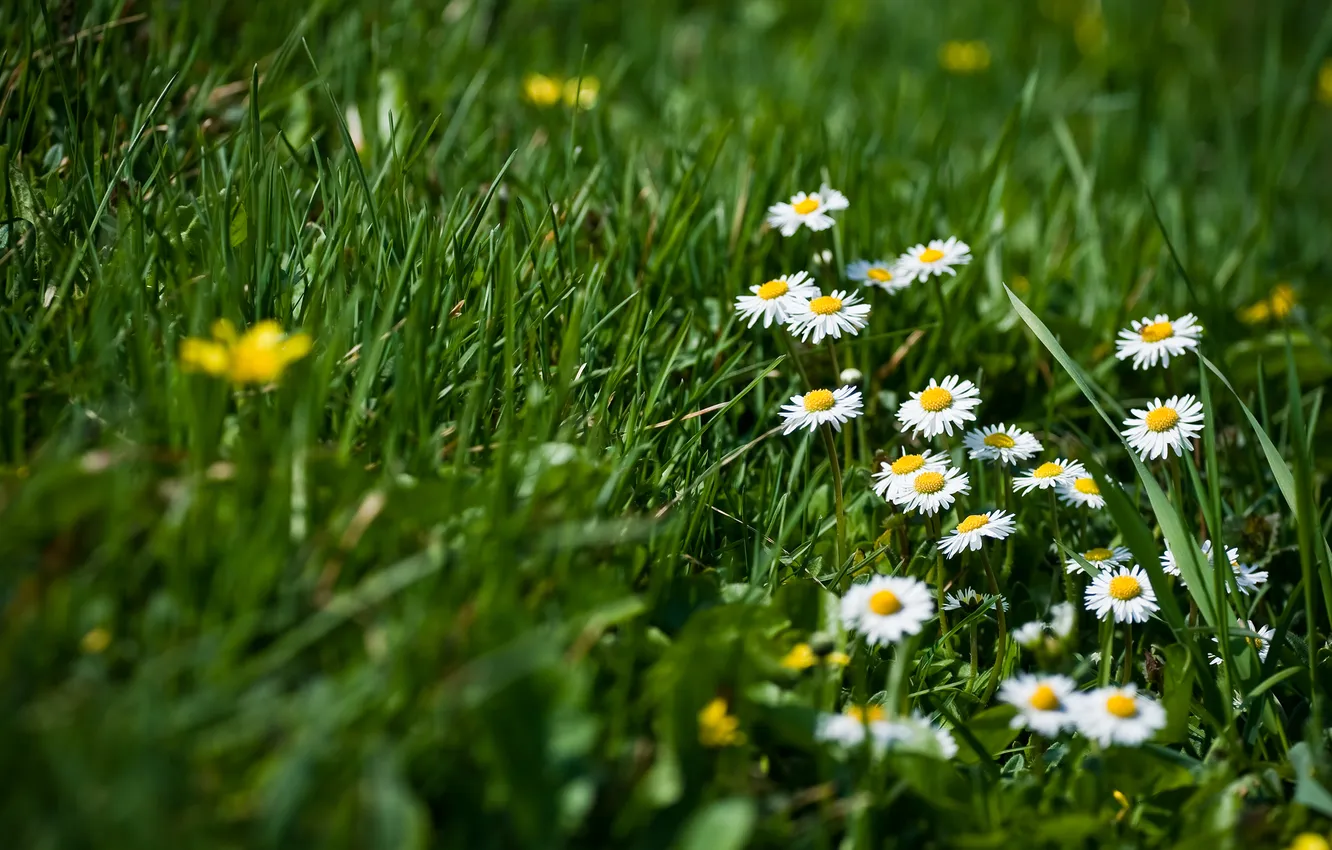Фото обои трава, цветы, природа, весна