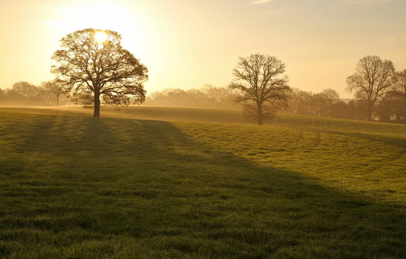 Фото обои поле, деревья, пейзаж, туман, утро