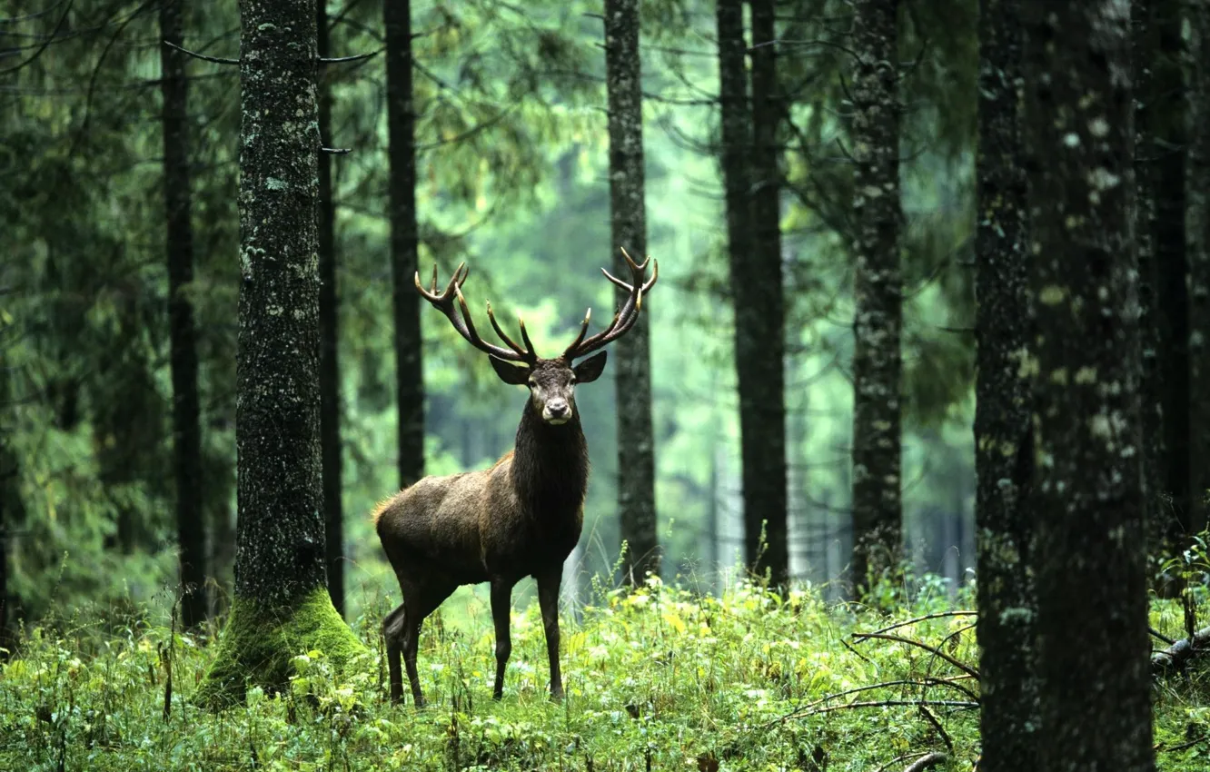 Фото обои green, woods, animal, deer, wildlife