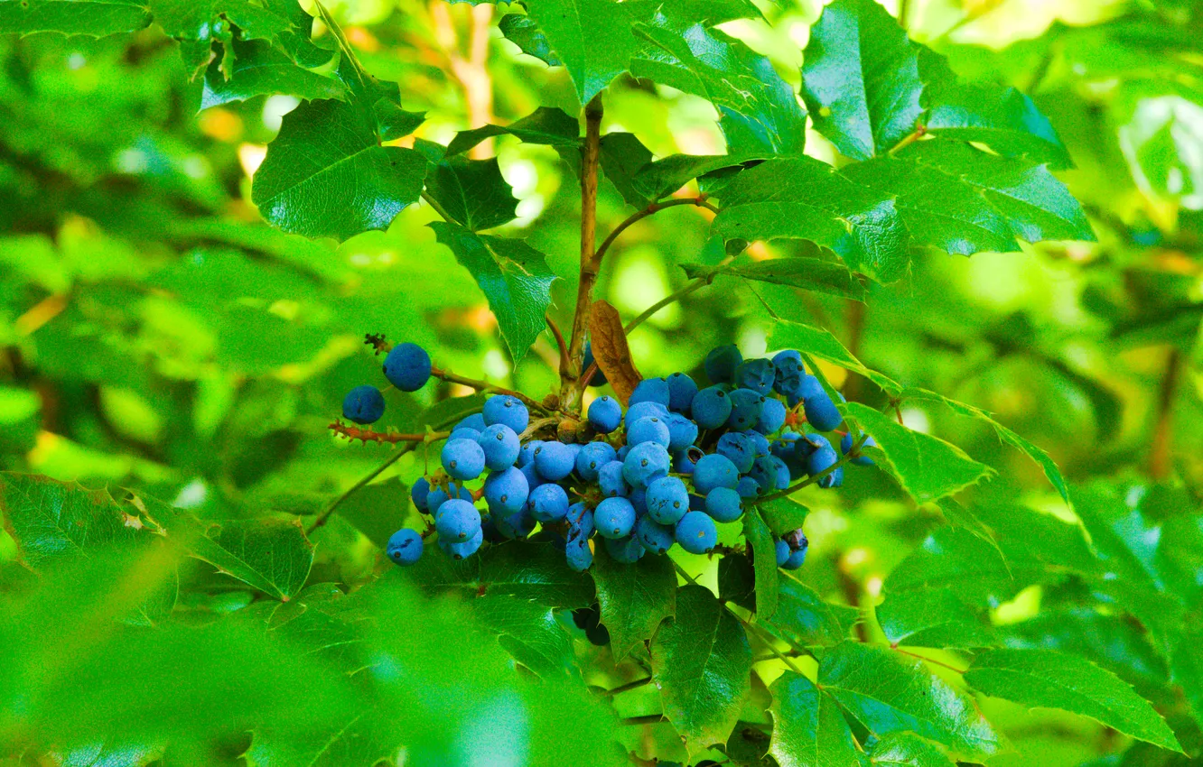 Фото обои blue, fruit, leaf, plant