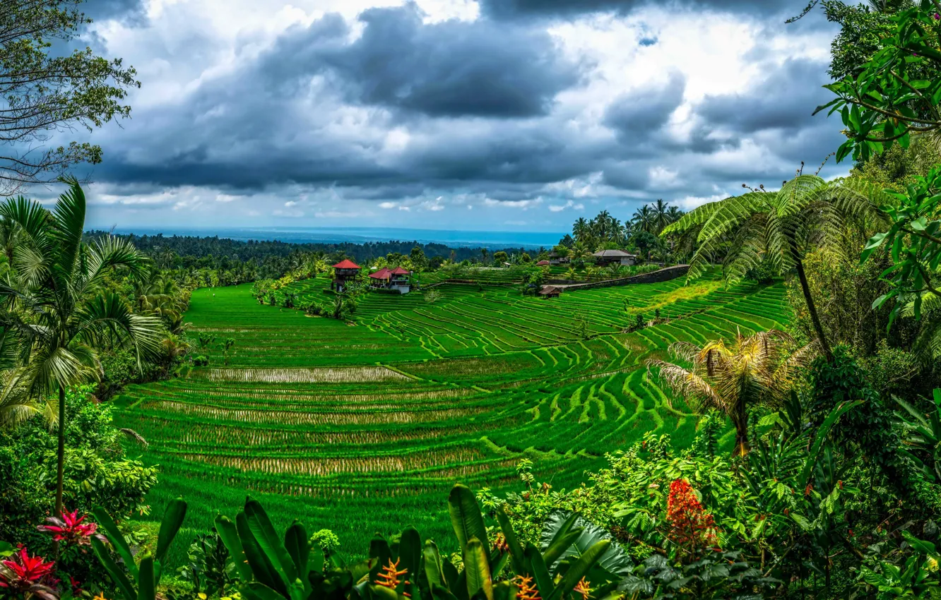 Фото обои зелень, облака, тропики, пальмы, джунгли, Индонезия, домики, плантации
