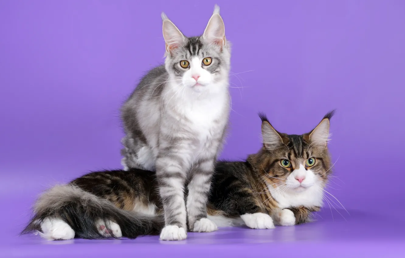 Фото обои коты, уши, порода, мейн-кун