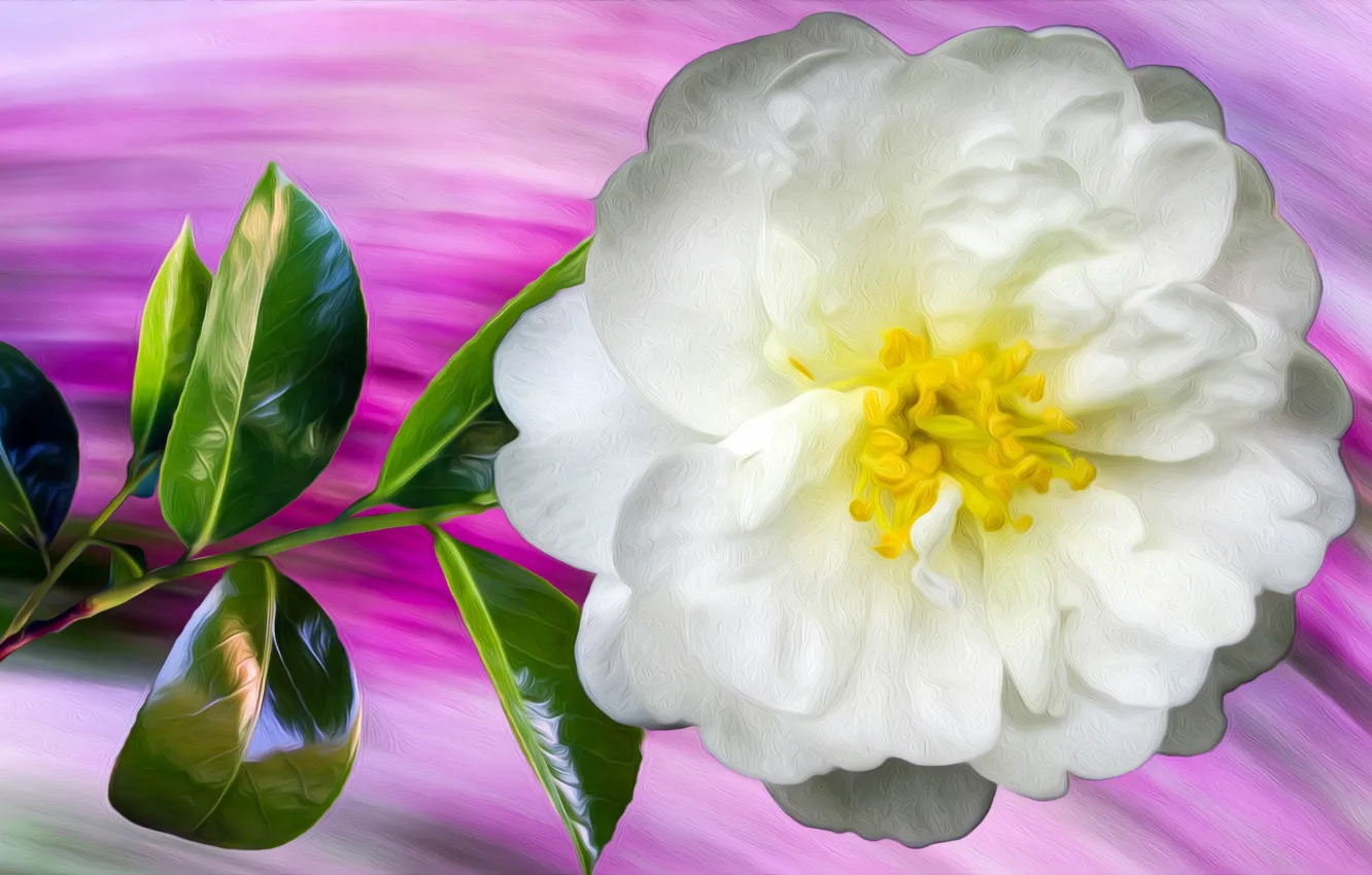 Фото обои Grafika, Kwiat, Biały, Dzika róża