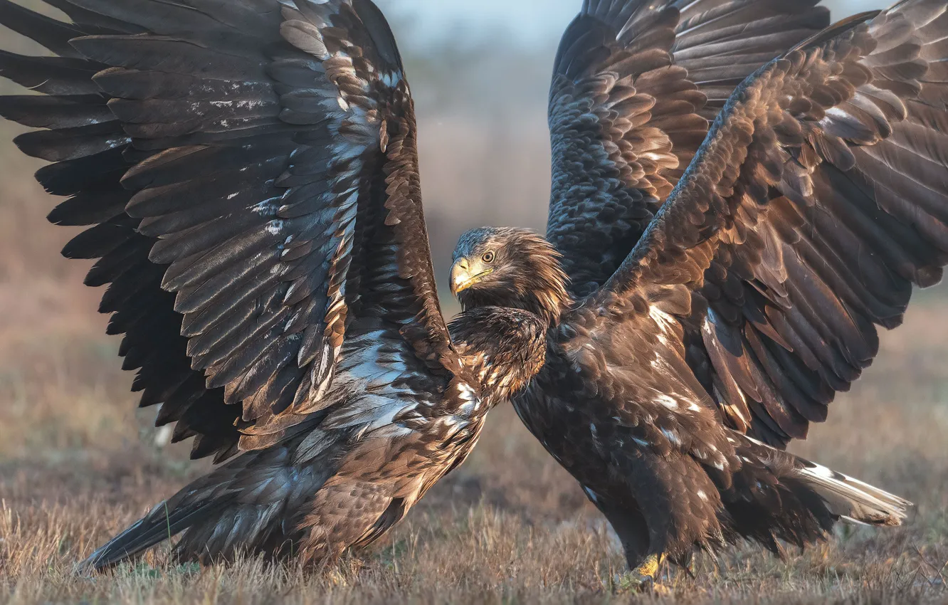 Фото обои птицы, природа, крылья, хищники, пара, размах, орлан-белохвост, Michalak Arkadiusz