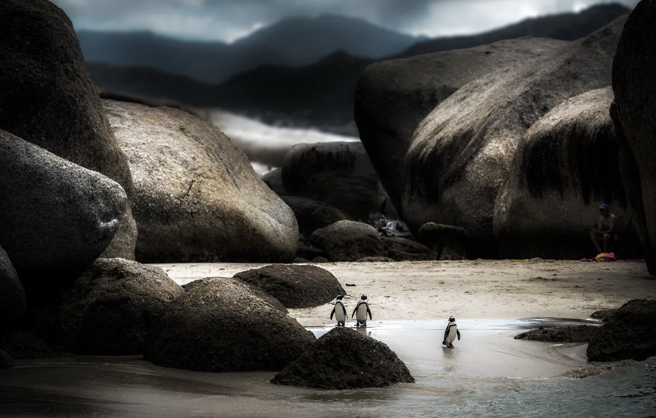 Фото обои природа, фон, пингвины
